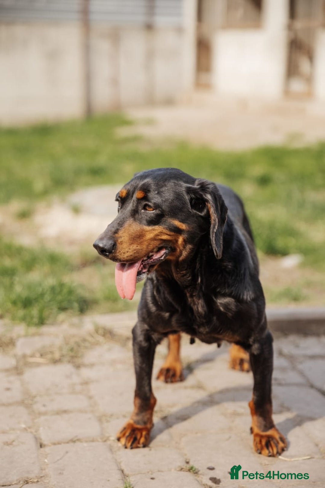 Mixed Breed dogs for adoption: 💖🐶 LEANA 🐶💖 - Image 13