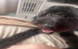 Cockapoo dogs for sale: Cockapoo for sale - Advert 6