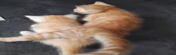 Mixed Breed cats for sale: 2 beautiful ginger kittens for sale - Advert 12
