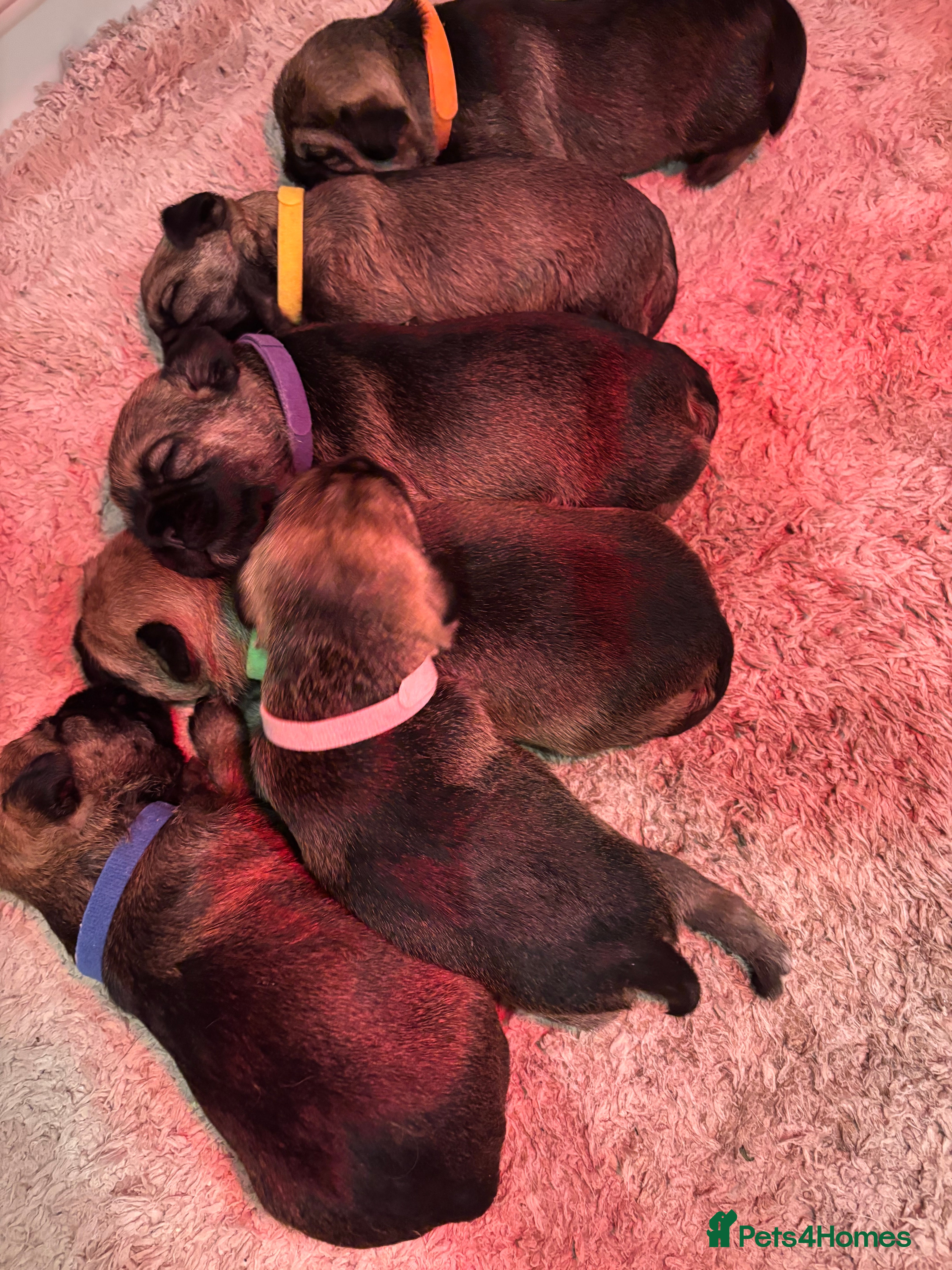 Border Terrier dogs KC Reg Border Terrier’s - 3 girls available - Advert 3