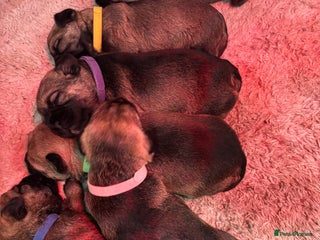 Border Terrier dogs 3 gorgeous girls looking for forever homes - Advert 1