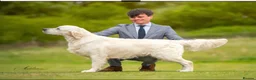 Golden Retriever dogs for sale: Beautiful Golden Retriever Puppies available  - Advert 4