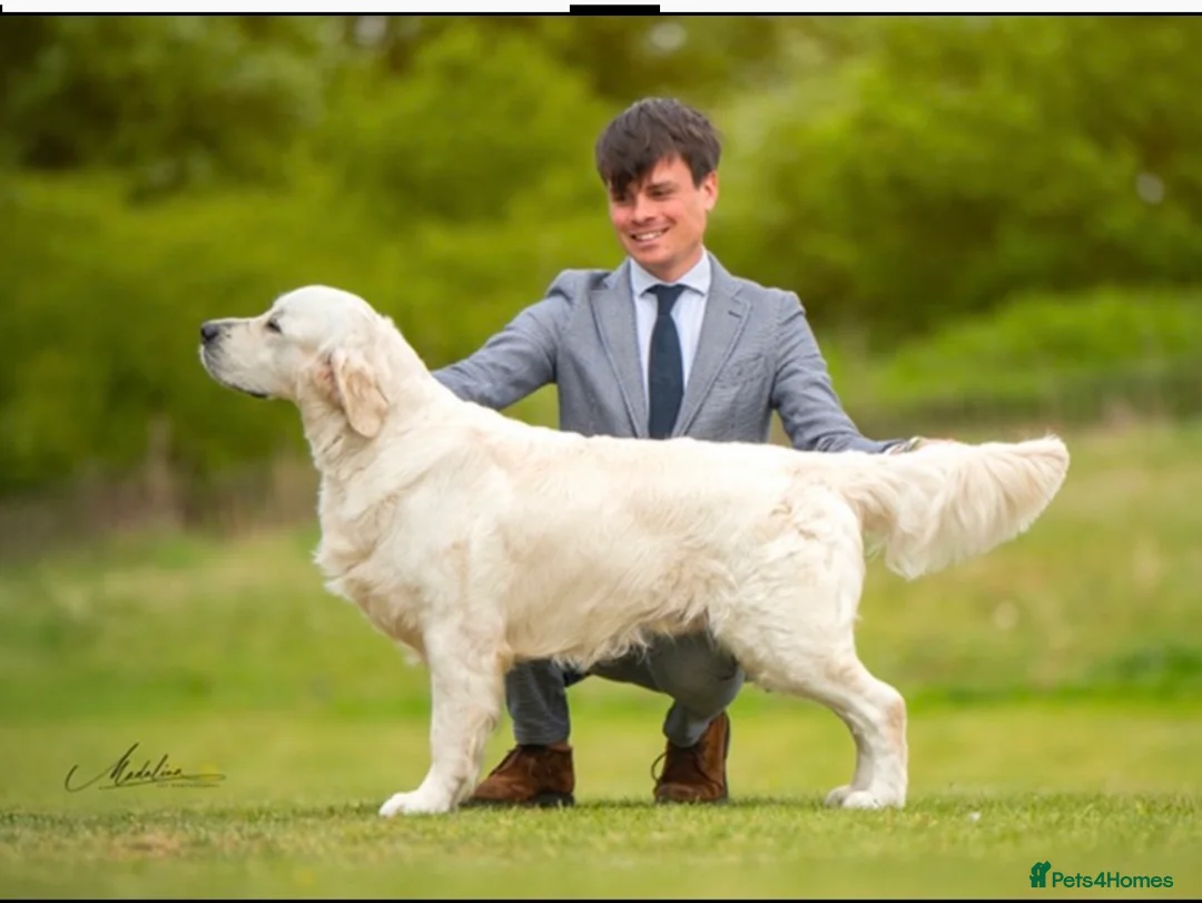 Golden Retriever dogs for sale: Beautiful Golden Retriever Puppies available  - Advert 4