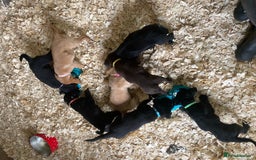 Mixed Breed dogs for sale:  8 Kelpie x labrador Puppies for sale  - Image 14