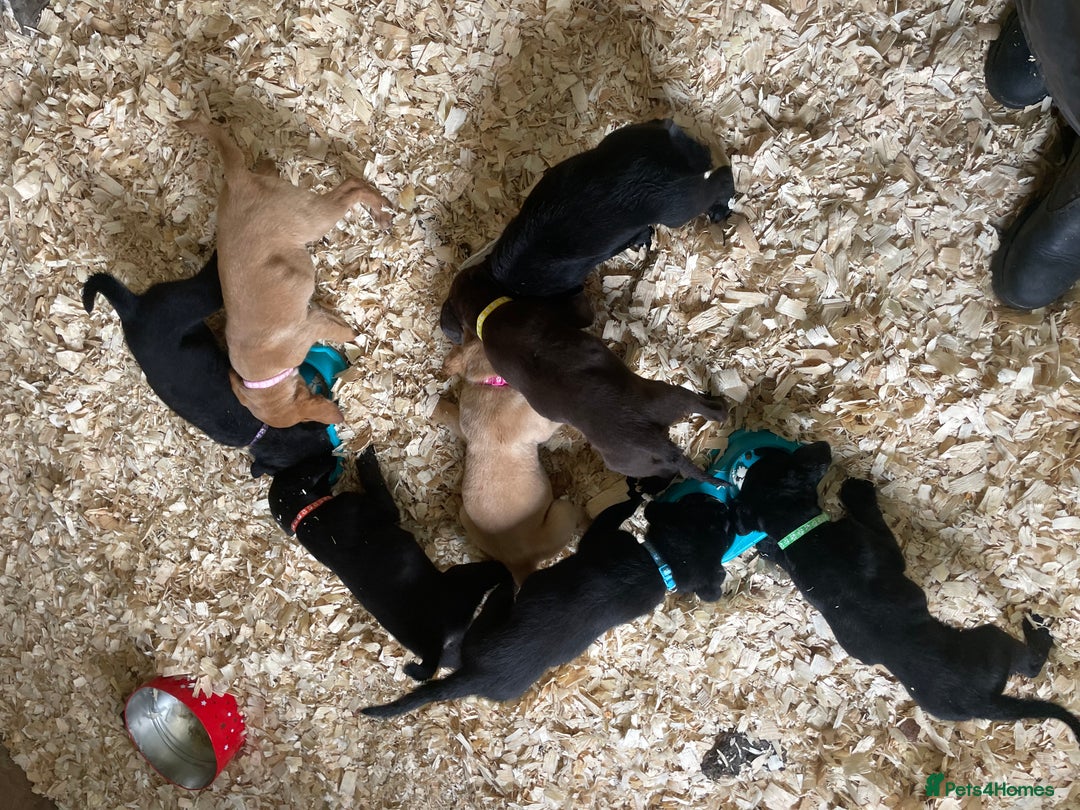 Mixed Breed dogs for sale:  8 Kelpie x labrador Puppies for sale  - Image 14