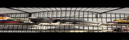 Parrots birds for sale: Beautiful african greys ready now  - Advert 4