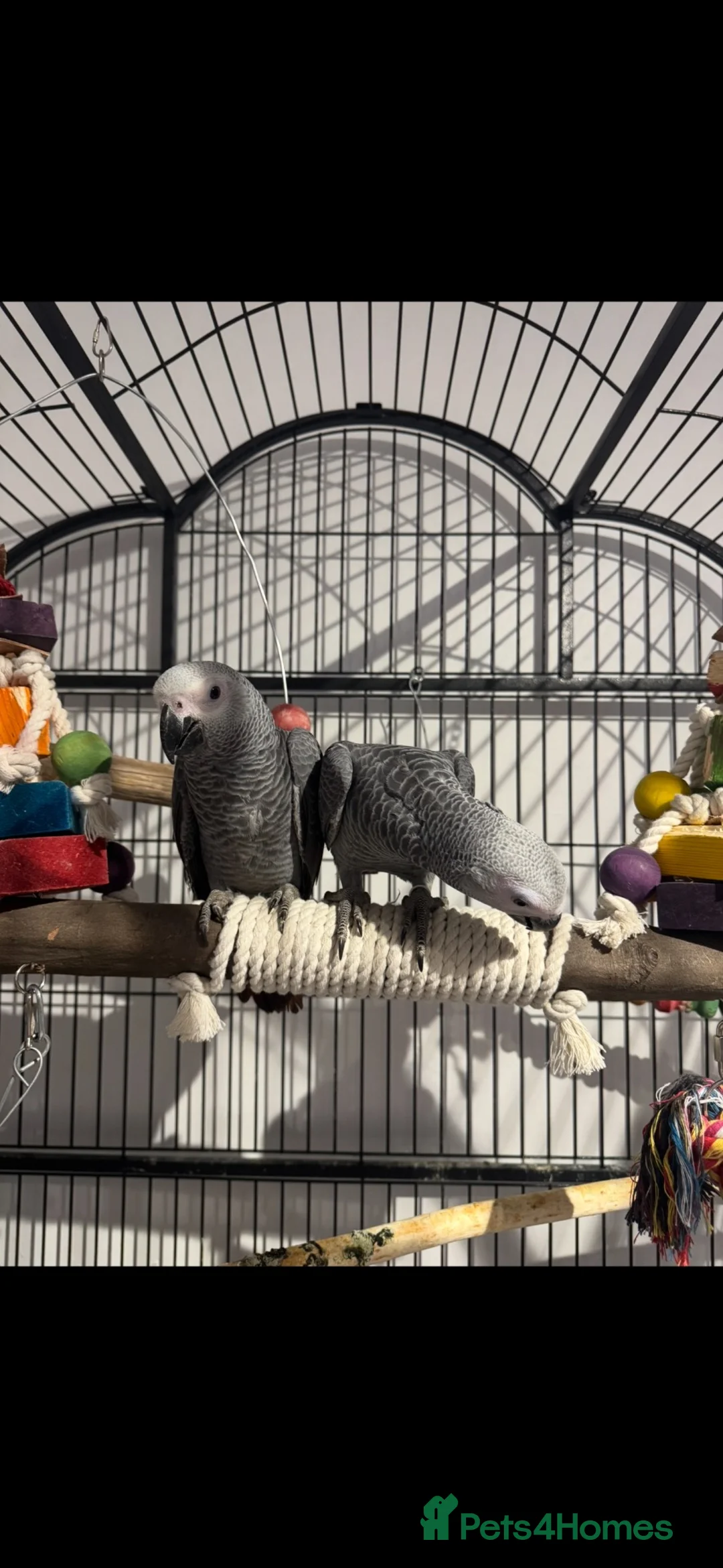 Parrots birds for sale: Beautiful african greys ready now  - Advert 4