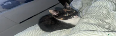 Mixed Breed 2