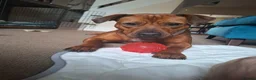 Staffordshire Bull Terrier dogs for sale: River  - Advert 1