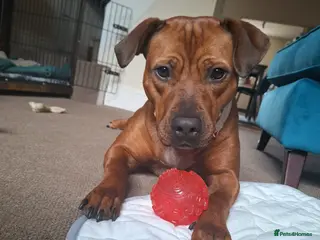 Staffordshire Bull Terrier dogs River - Advert 12