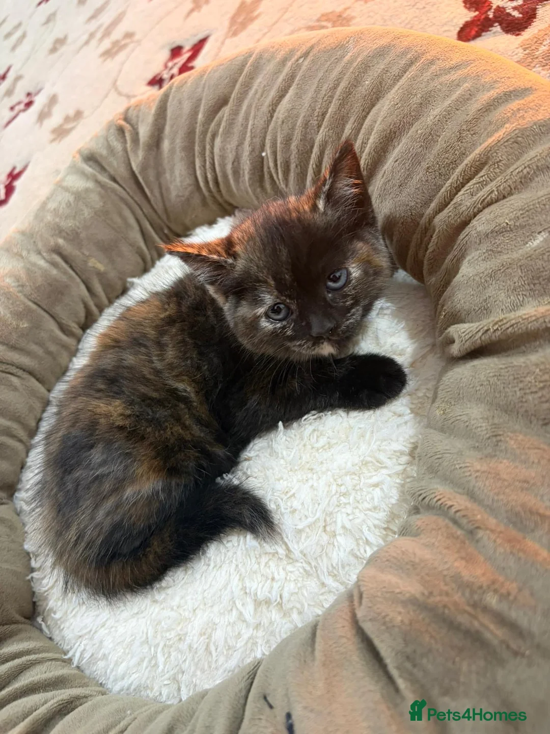 British Shorthair cats for sale: 4 kittens  - Advert 6