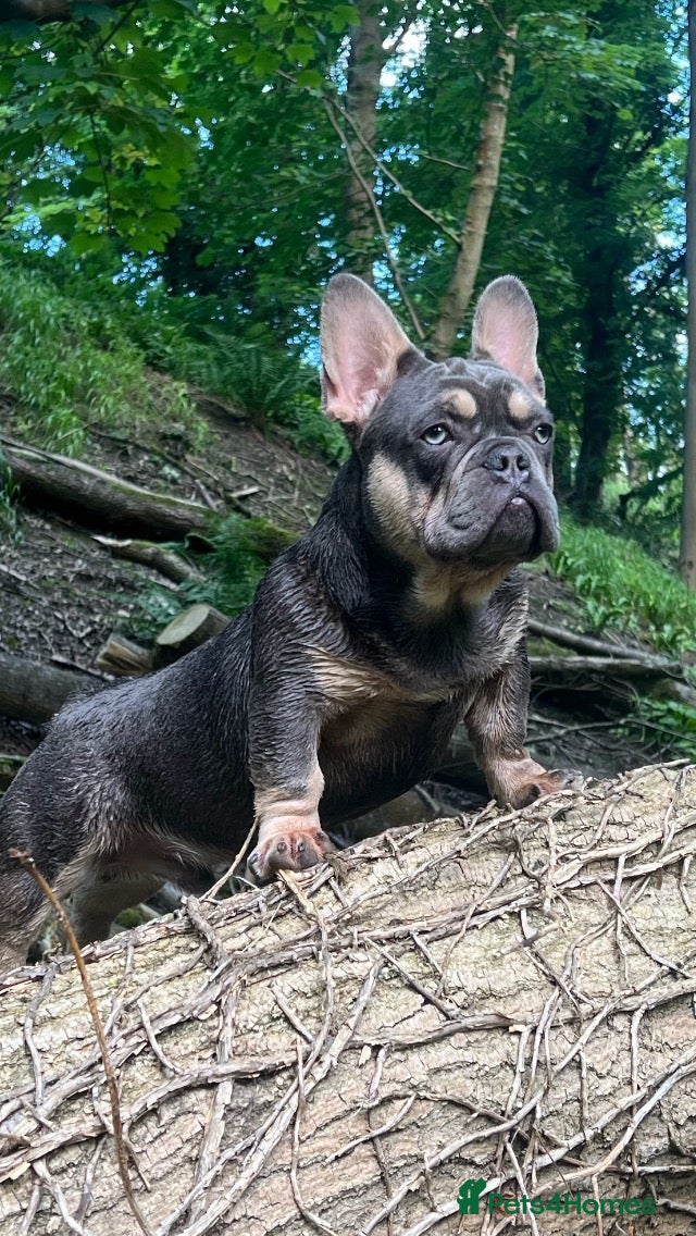 French Bulldog dogs French Bulldog - BLUE & TAN - Advert 1