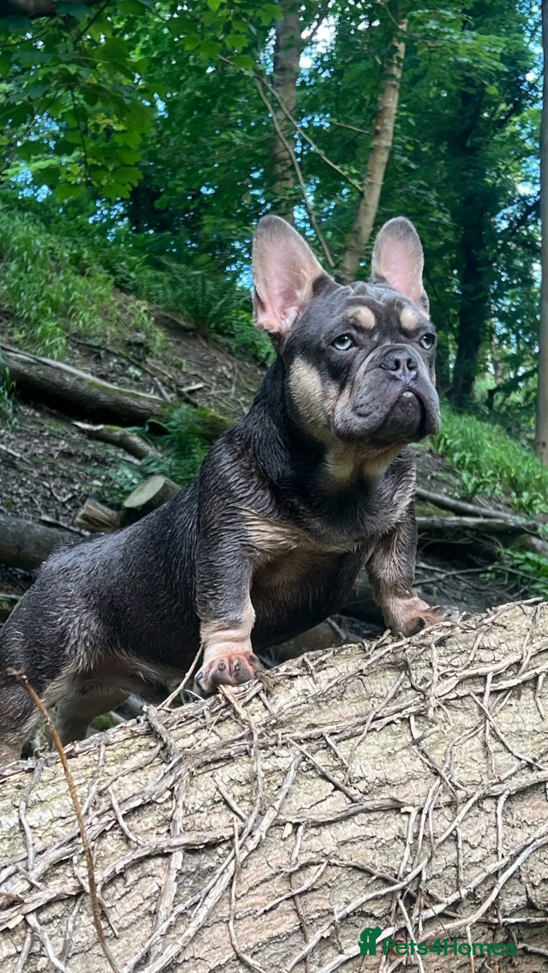 French Bulldog dogs for stud: French Bulldog - BLUE & TAN - Advert 1