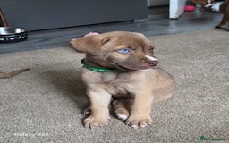 Mixed Breed dogs for sale: Akita mix - Image 17