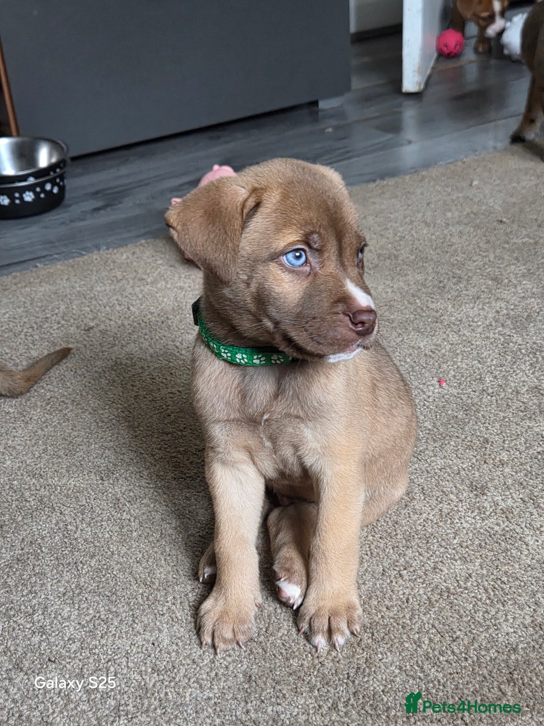 Mixed Breed dogs for sale: Akita mix - Image 17