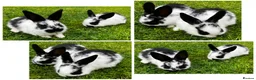 Dwarf Lop rabbits for sale: Nine Baby Dwarf Lops - Advert 8