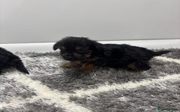 Yorkshire Terrier dogs for sale: Yorkshire terrier puppies  - Image 4
