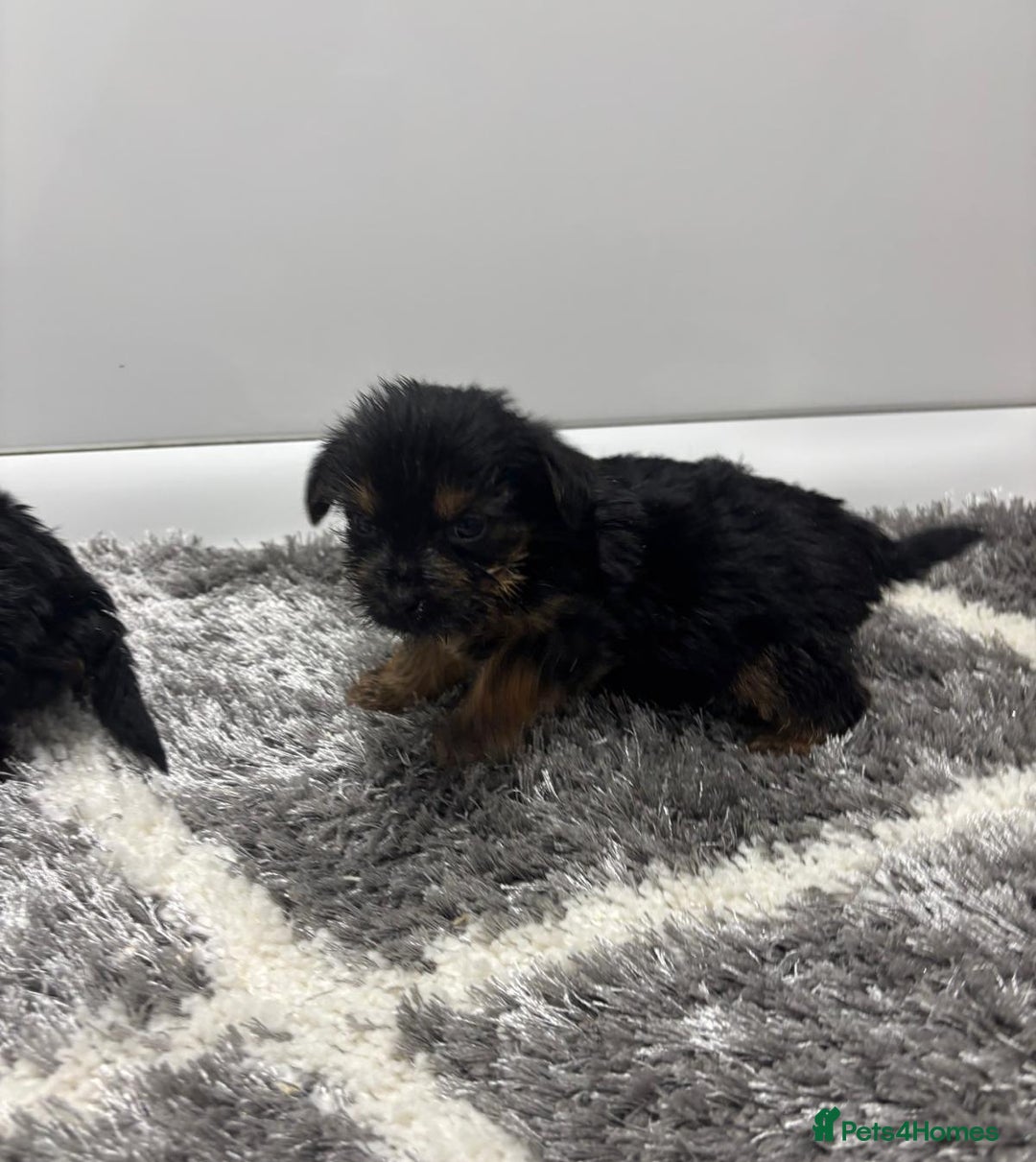 Yorkshire Terrier dogs for sale: Yorkshire terrier puppies  - Image 4