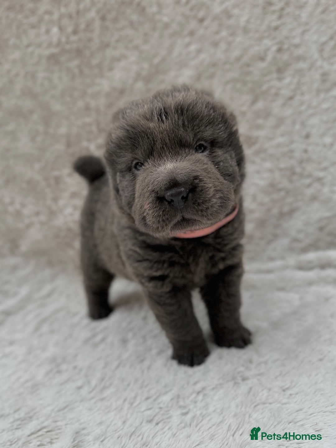 Shar Pei dogs for sale: REDUCED*READYNOW Beautiful bear/brush shar peis  - Image 14