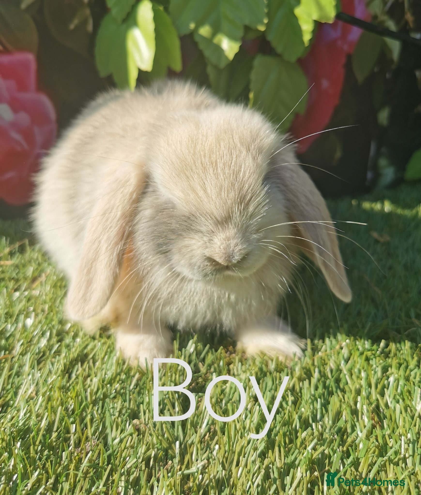 Mini Lop rabbits mini lop baby rabbits - Advert 7