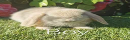 Mini Lop rabbits for sale: mini lop baby rabbits - Advert 1