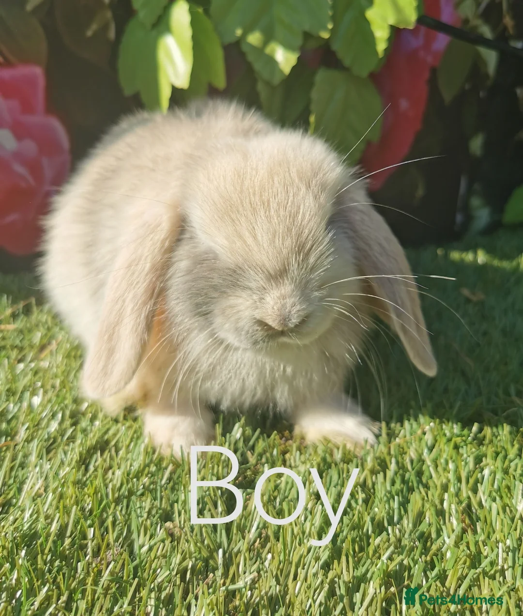 Mini Lop rabbits for sale: mini lop baby rabbits - Advert 1