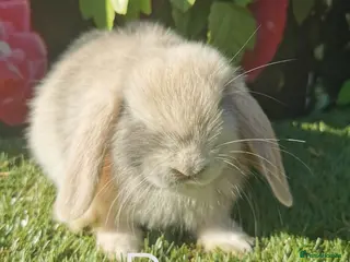 Mini Lop rabbits mini lop baby rabbits - Advert 1