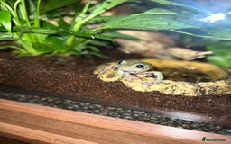 Frog reptiles for sale: 2 Australian White Tree Frogs  - Image 1