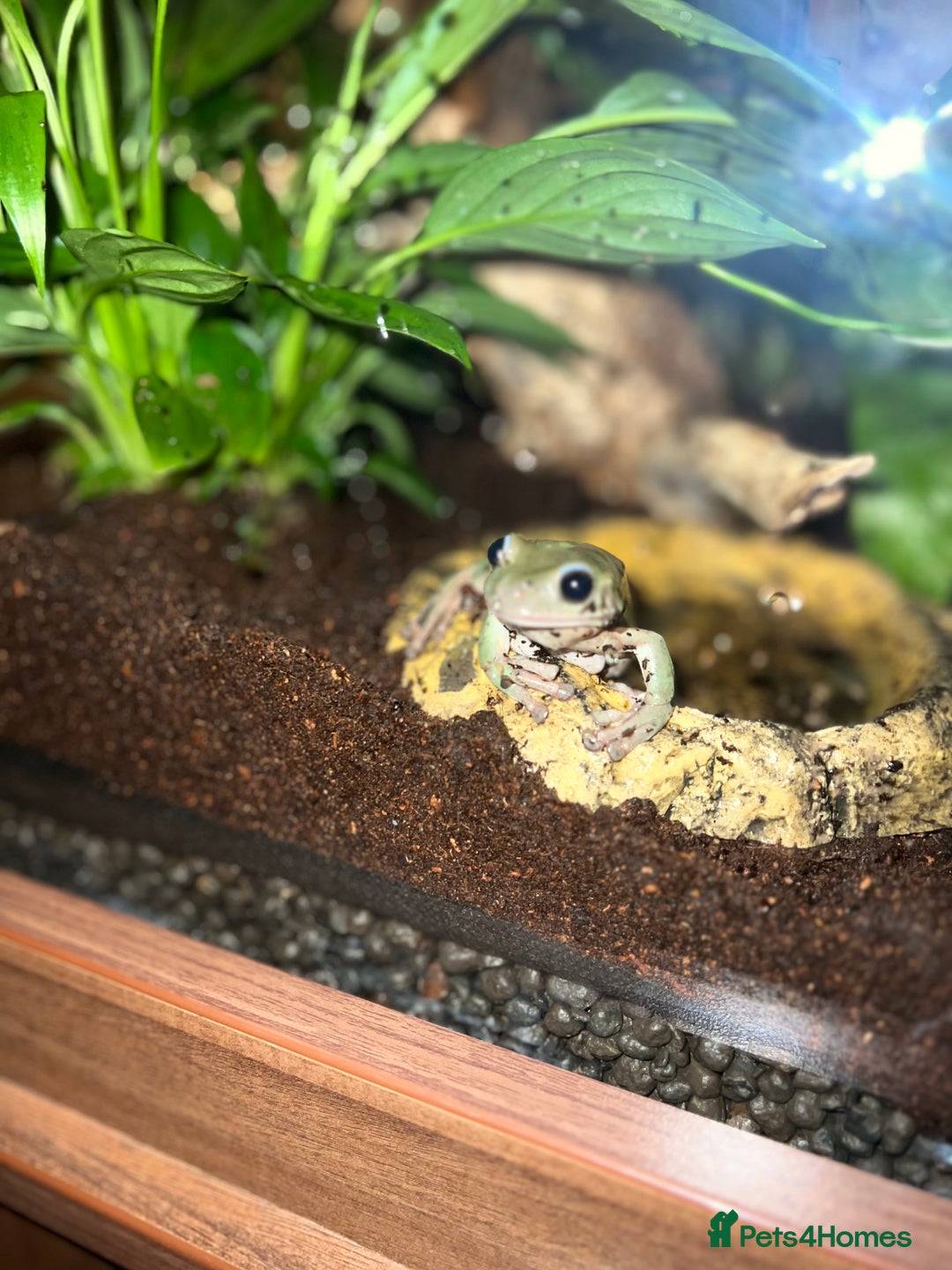 Frog reptiles for sale: 2 Australian White Tree Frogs  - Image 1