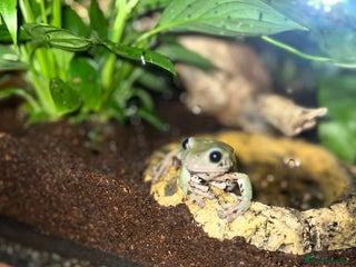 Frog reptiles - Advert 29