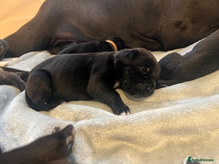 Cane Corso Puppy 14 no collar plain