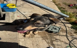 German Shepherd dogs for sale: Beautiful Boy To Go To New Home - Image 1
