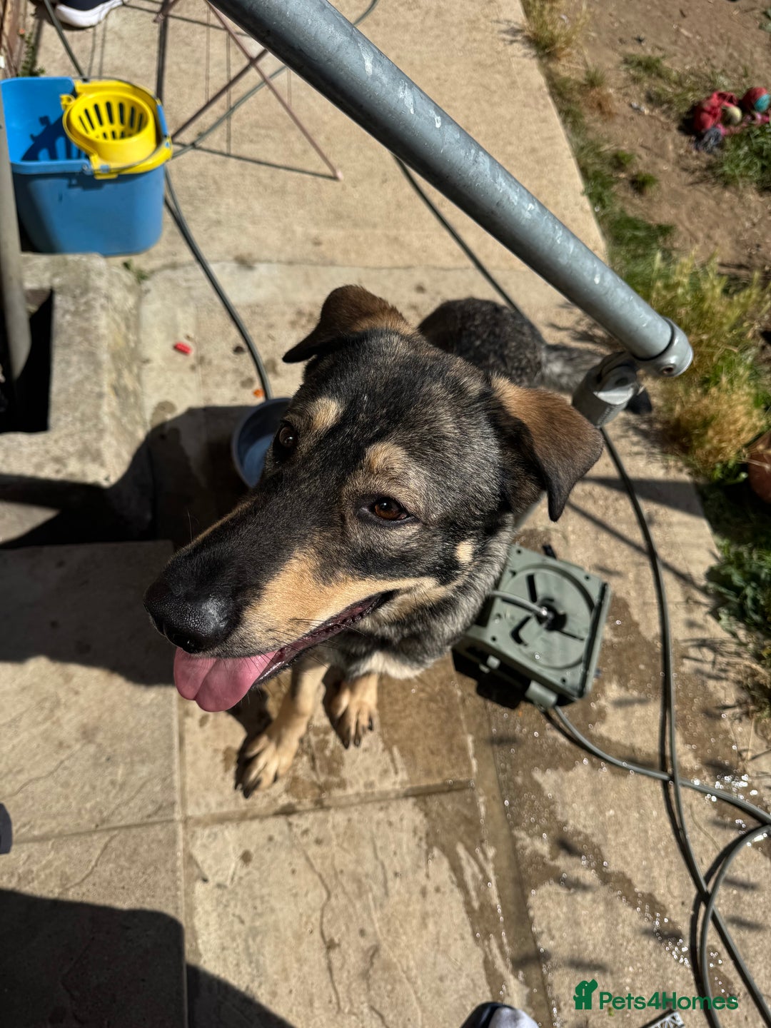 German Shepherd dogs for sale: Beautiful Boy To Go To New Home - Image 1