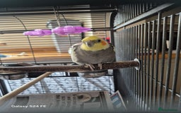 Cockatiels birds for sale: Male cockatiel - Image 2