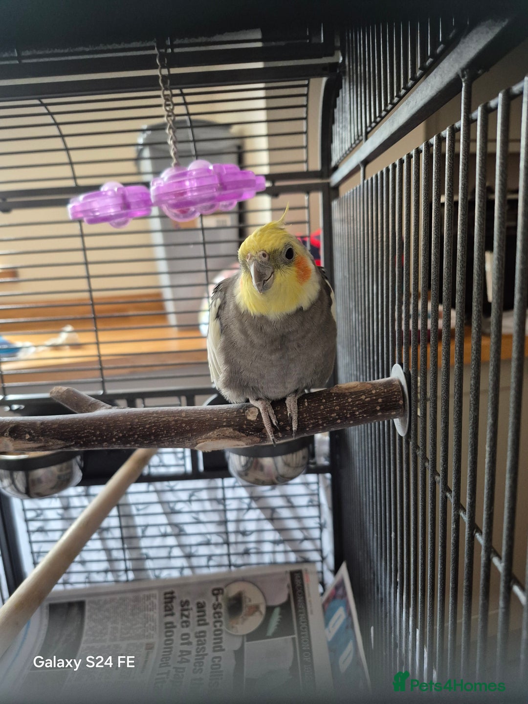 Cockatiels birds for sale: Male cockatiel - Image 2