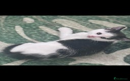 Mixed Breed cats for sale: *One kitten ready now* - Image 1