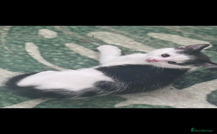 Mixed Breed cats - Advert 11