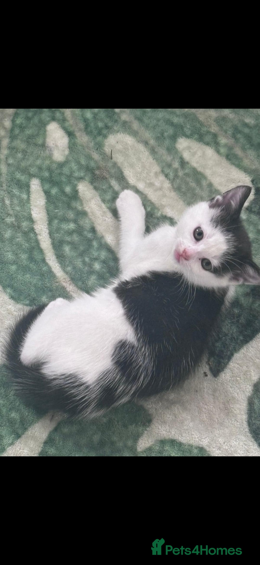 Mixed Breed cats for sale: *One kitten ready now* - Image 1