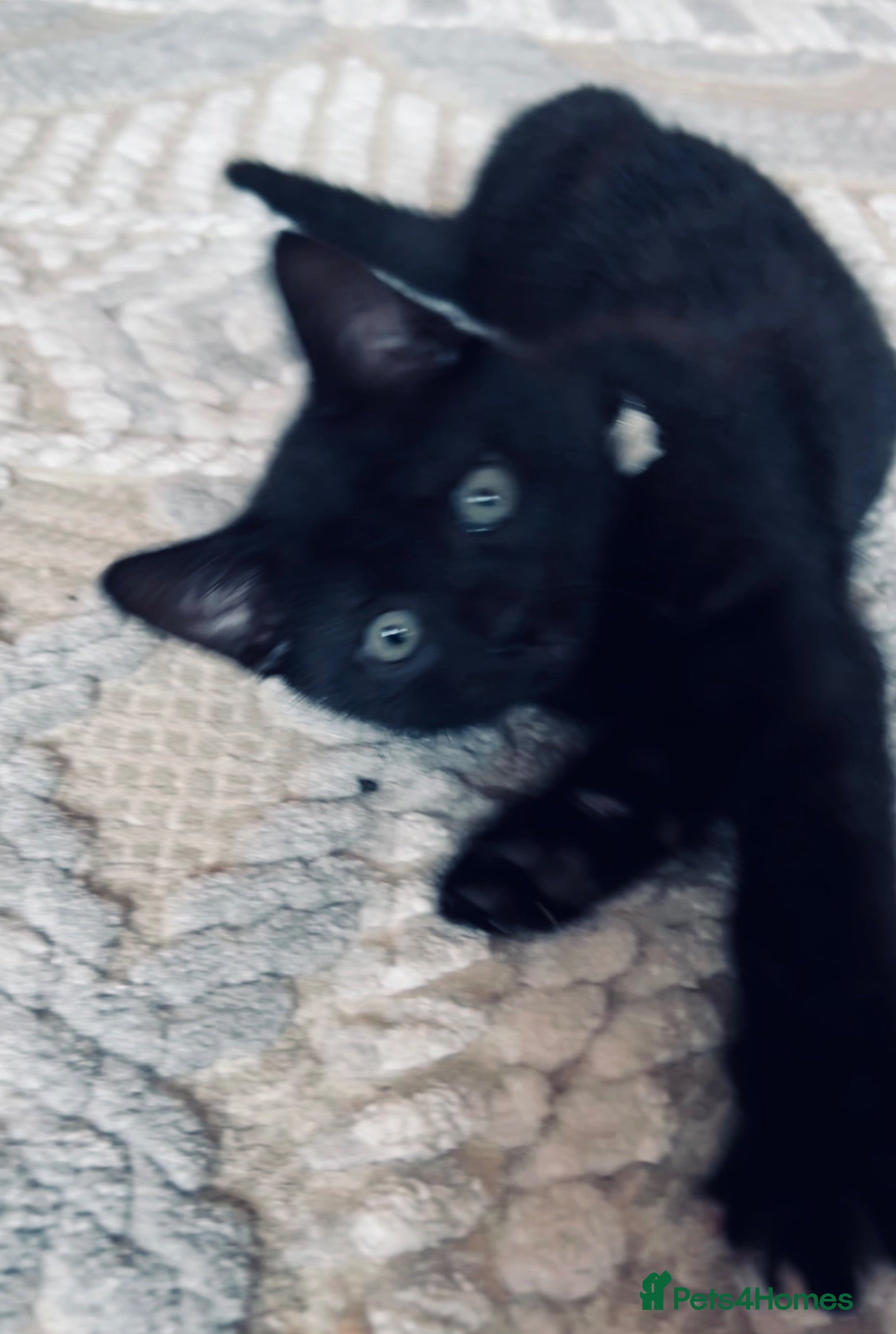 Mixed Breed cats For black cat lover 😜 - Advert 1
