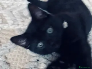 Mixed Breed cats For black cat lover 😜 - Advert 1