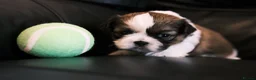 Shih Tzu dogs for sale: 3 Beautiful shih tzu puppies  in Newport - Advert 19