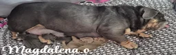 English Bulldog dogs for sale: English bulldog in Redditch - Advert 1