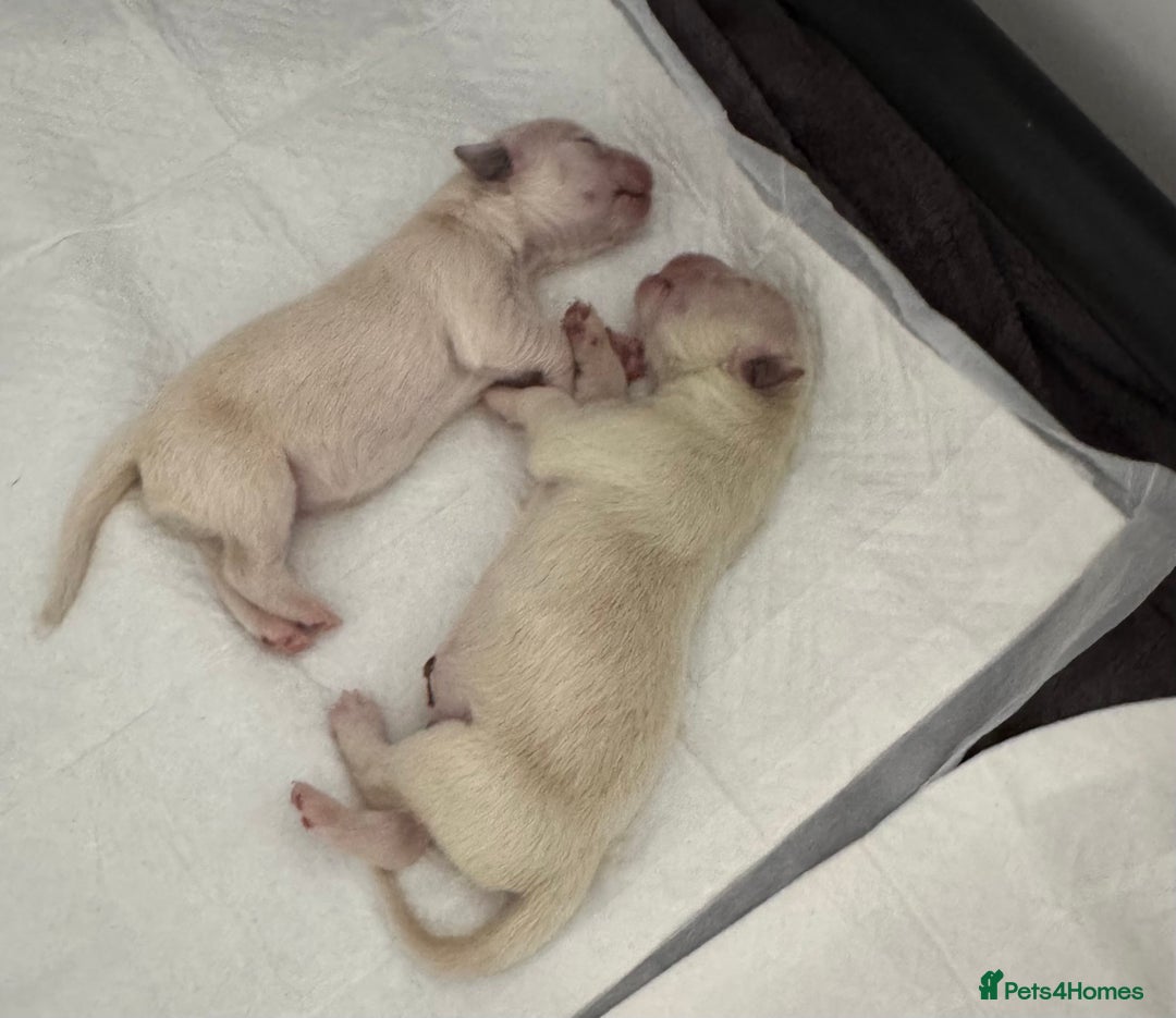 Golden Retriever dogs for sale: Golden Retriever Puppies 4 boys & 3 girls  - Image 17
