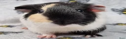 Guinea Pig rodents for sale: Bonded pair of Boars  - Advert 6