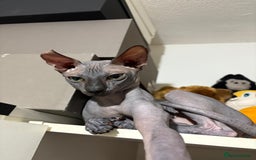 Sphynx cats for sale: Adorable cross Sphynx  - Image 3