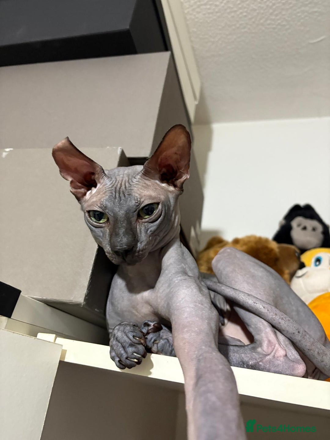 Sphynx cats for sale: Adorable cross Sphynx  - Image 3