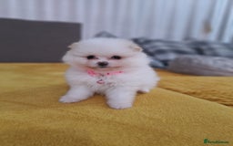 Pomeranian dogs for sale: Exellent quality mini ** pomeranian puppies  - Image 7
