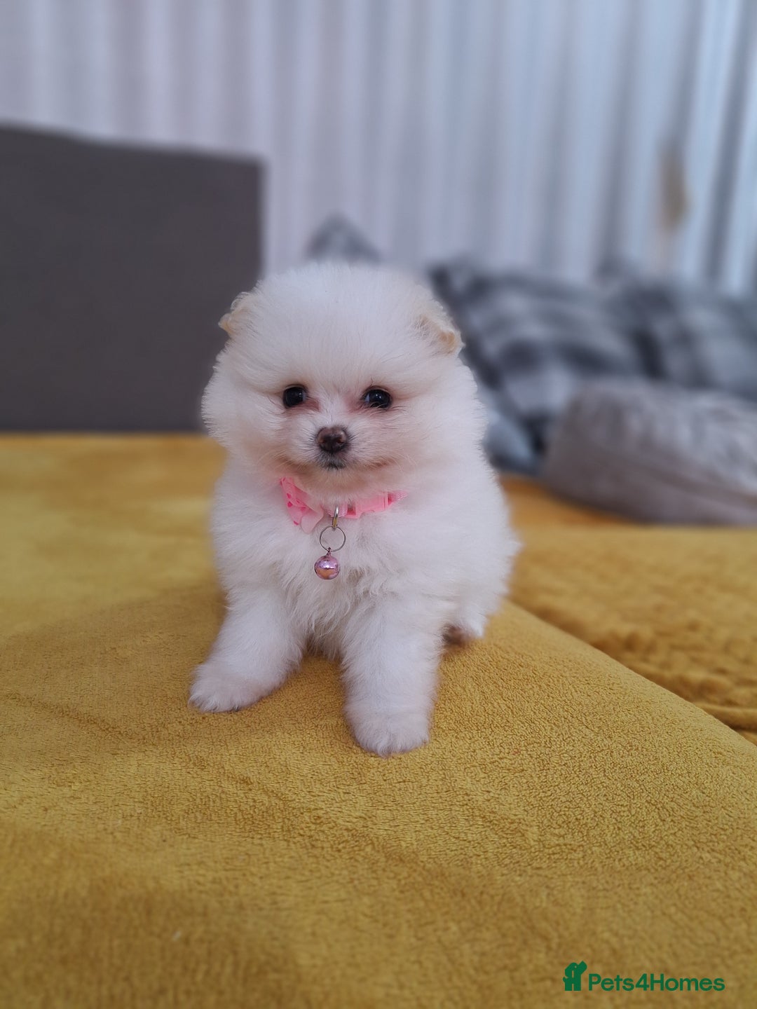 Pomeranian dogs for sale: Exellent quality mini ** pomeranian puppies  - Image 7