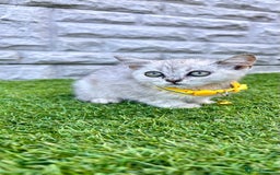 British Shorthair cats for sale: Silver Ticked British ShortHair Kittens TICA - Image 18