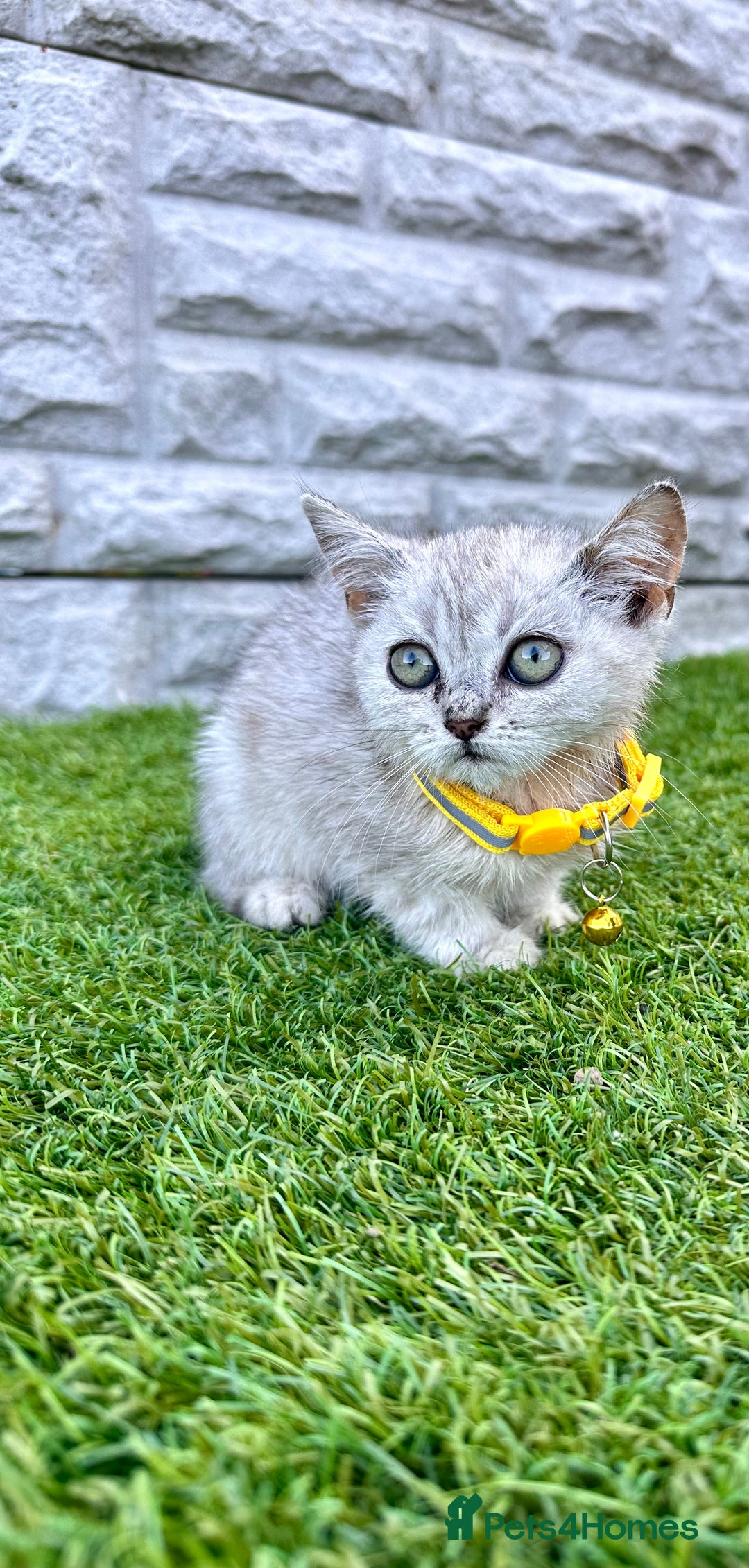 British Shorthair cats for sale: Silver Ticked British ShortHair Kittens TICA - Image 18